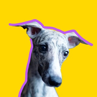 Telegram profile photo for Pet Sitting in Novi Sad 🇷🇸