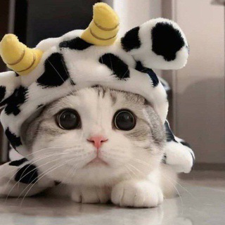 Telegram profile photo for ЖИВОТНЫЕ БУХАРА