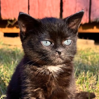 Telegram profile photo for мр кот в потоке.txt