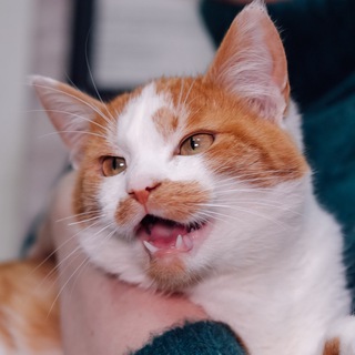 Telegram profile photo for Velen1204 «КОТОМАФИЯ»