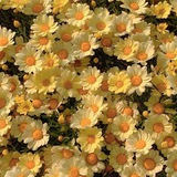 Telegram profile photo for записки ариэля ф.