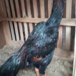 Telegram profile photo for Katta boʻybucha hoʻrozlari