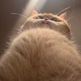 Telegram profile photo for Котик Шмотик 🐈