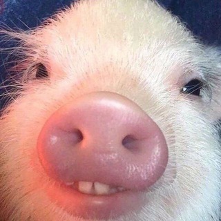 Telegram profile photo for Podpivasya