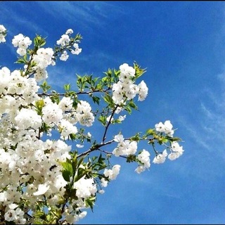 Telegram profile photo for غيمة نرجسية ☁️🌿.