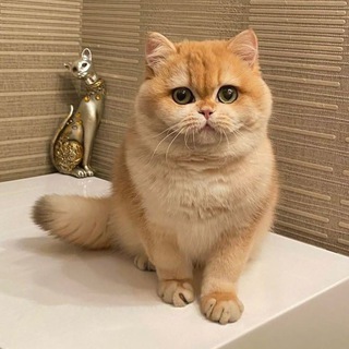 Telegram profile photo for 😍 Вязка кошка (расмий канали)👈🏻