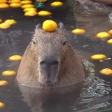Telegram profile photo for Капибара