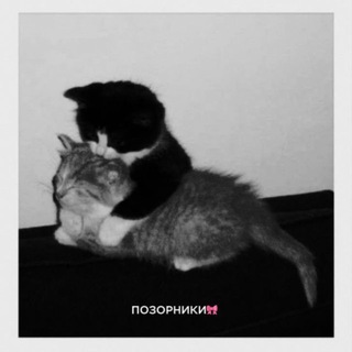 Telegram profile photo for Позорники/Анкеты