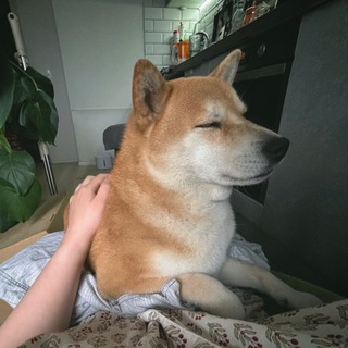 Telegram profile photo for Собачий Яр