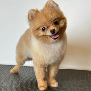 Telegram profile photo for Зоосалон 🐶Dog Style