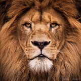Telegram profile photo for The Liberty Tavern