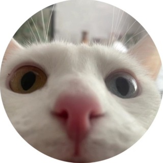 Telegram profile photo for cutcuttie