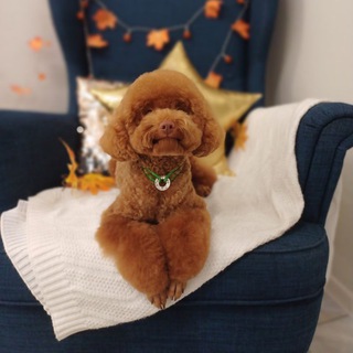 Telegram profile photo for Зоосалон Лапки в Порядке