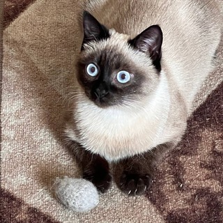 Telegram profile photo for нянчик >.<