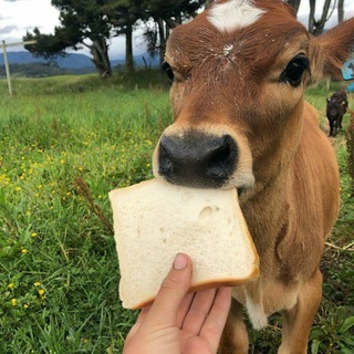 Telegram profile photo for Cow gifs
