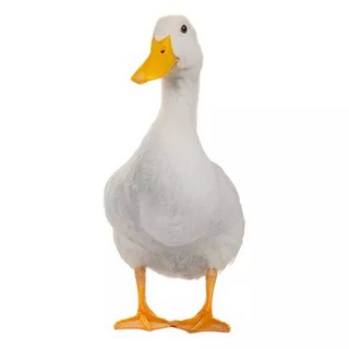 Telegram profile photo for Near Pump Coins