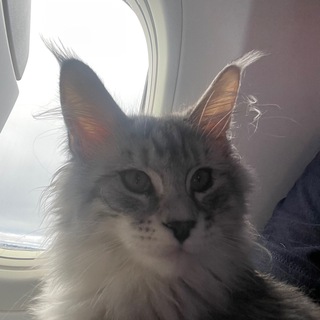 Telegram group profile photo for Доставка животных