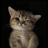 Telegram profile photo for أفكاري