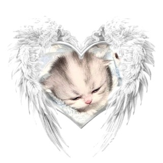 Telegram profile photo for Muñeca sin sueño
