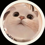Telegram profile photo for Cat Pictures and Videos 🤍