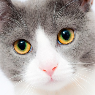 Telegram profile photo for Смешные животные