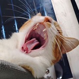 Telegram profile photo for 余弦&妲喵の养喵日常🐱