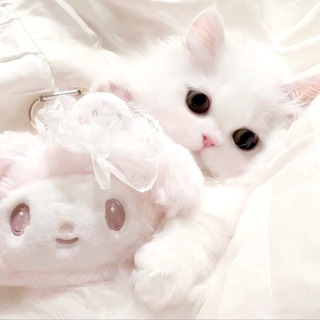 Telegram profile photo for 养只小猫测评合集