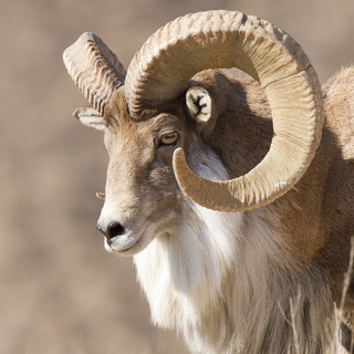 Telegram profile photo for اوریال (نگاهی به محیط زیست خراسان شمالی)