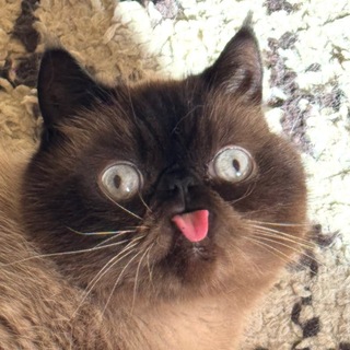 Telegram profile photo for Pre-rich