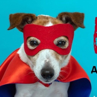 Telegram profile photo for Джек Рассел терьер