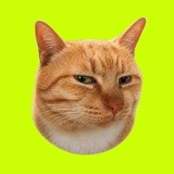 Telegram profile photo for Suspicious Cat - CTO