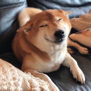 Telegram profile photo for мы оцениваем собак
