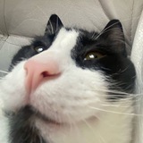 Telegram profile photo for Кот Михаил