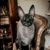 Telegram profile photo for Логово WeArXXa