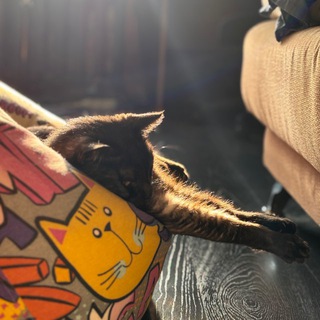 Telegram profile photo for божечки кошечки