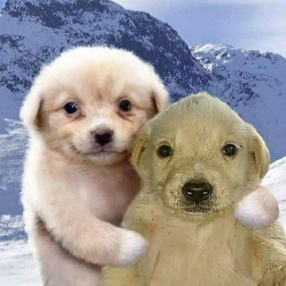 Telegram profile photo for артслоп от миру скебобка́ш