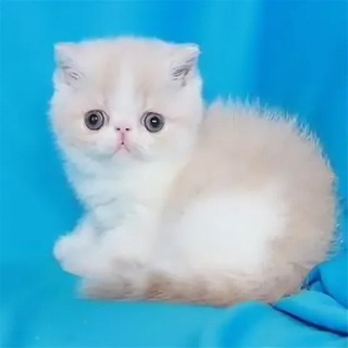 Telegram profile photo for маш мац