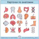 Telegram profile photo for Карточки по анатомии