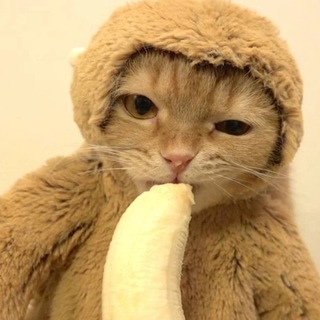 Telegram profile photo for $Mongy PORTAL