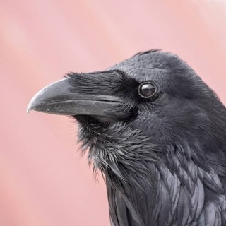 Telegram profile photo for RavenAzad