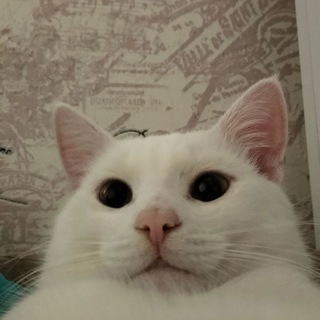 Telegram profile photo for обитель медведя