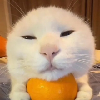 Telegram profile photo for Turbiditymeowmeow
