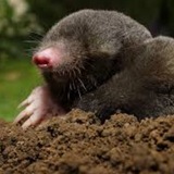 Telegram profile photo for Поиски кротов