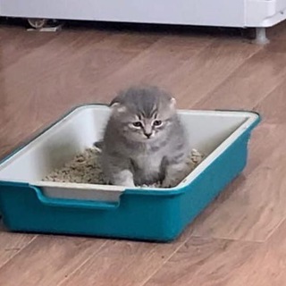 Telegram group profile photo for Чат Котиков