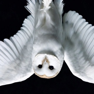 Telegram profile photo for георгий