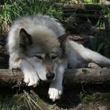 Telegram profile photo for Инфо о заказах
