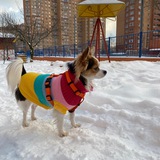 Telegram profile photo for Чихуа Дафни