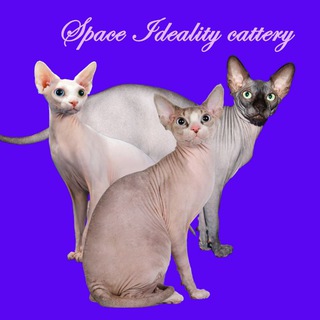 Telegram profile photo for Сфинксы Sphynxspace Питомник сфинксов Sphynx Cats