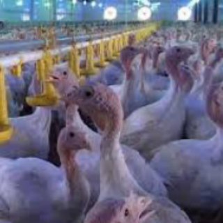 Telegram profile photo for بوقلمون داران