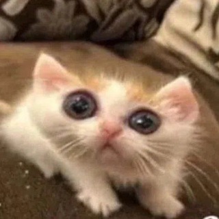 Telegram profile photo for Ной не ныл, и ты не Ной!